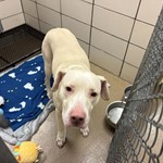 Pitbull lab mix, found pet near Fort Wayne, IN