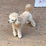 Bailey, Toy Poodle, lost pet near DeBary, FL