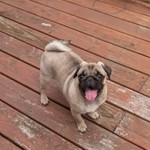 Bama Litke, Pug, lost pet near Readyville, TN