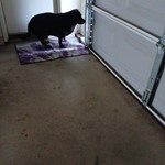 Maverick, Mixed, lost pet near Fort Cavazos, TX