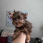 Loli, Yorkshire Terrier, lost pet near Marion Oaks, FL