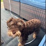 Reena, Miniature Schnauzer, lost pet near Imperial, CA