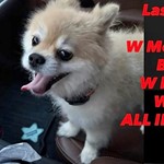 Simba, Pomeranian, lost pet near Spring Valley Village, TX