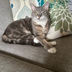 Walter, American Grey Cat, lost pet near Weaverville, NC