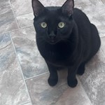 Rufio, Domestic Short Hair, lost pet near Deer Park, WA