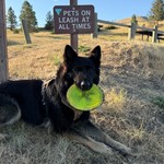 Max, German Shepherd, lost pet near East Helena, MT