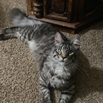 Takashi, Maine Coon, lost pet near Covington, IN