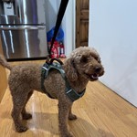 Poodle, found pet near South Jordan, UT