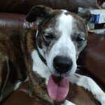 American Staffordshire Terrier, found pet near Valrico, FL