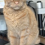 Seville, Domestic Short Hair, lost pet near Wayne, IL