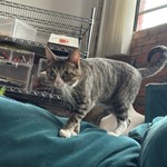 Khoi, Domestic Short Hair, lost pet near Dallas, TX