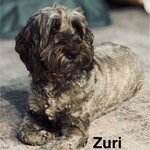 Zuri, Australian labradoodle, lost pet near Woodbridge, VA