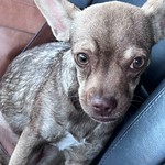 Chihuahua, found pet near Bakersfield, CA