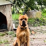 Maximus, Cane Corso, lost pet near Anthony, FL