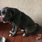 Mastiff, found pet near Cool, CA