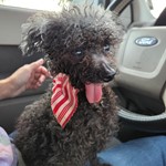 Toy Poodle, found pet near Heathrow, FL