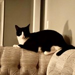 Sir Oscar Mittens, Tuxedo, lost pet near Millburn, NJ