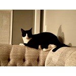 Sir Oscar Mittens