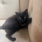 Boo, American Shorthair, lost pet near Alameda, CA