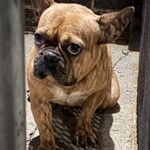French Bulldog, found pet near Ridgewood, NY