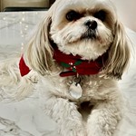 Baymax, Shorkie, lost pet near Garden City, KS