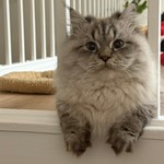 Henri, Persian, lost pet near La Mesa, CA