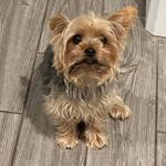Cannoli Halverson, Yorkshire Terrier, lost pet near Clovis, CA