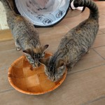 Tabby, found pet near Clermont, FL