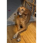 Rudi