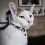 Luna Marie Delgado, American Shorthair, lost pet near Central Falls, RI