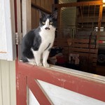 Stasha, Tuxedo, lost pet near Waco, TX