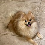Lulu, Pomeranian, lost pet near Laredo, TX