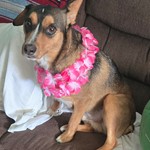 Logan, Jack Russell Terrier/Jack Russell Terrier, lost pet near Cuyahoga Falls, OH