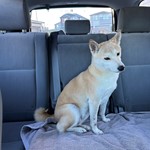 Shiba Inu, found pet near Summerlin, NV