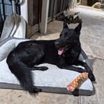 Milo, German Shepherd, lost pet near Flatonia, TX