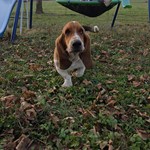 Disco, Basset Hound, lost pet near Stella, MO