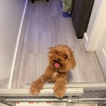 Mini poodle, found pet near Sunny Isles Beach, FL