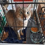 Domestic short hair, found pet near Kenneth City, FL