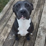 Pitbull, found pet near Fort Oglethorpe, GA