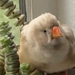Zebra Finch, found pet near Whitney, NV