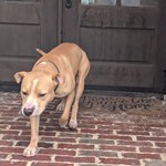Found pet near Picayune, MS