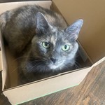 Pandora, American Shorthair, lost pet near Buchanan, MI