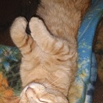 Other Cat Breed, found pet near Sayre, PA