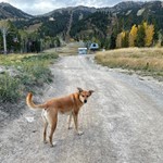 Lucy, Carolina Dog American Dingo / Carolina Dog American Dingo, lost pet near Poway, CA