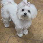 Quiche Lorraine, Maltese, lost pet near Calimesa, CA