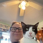Thunder goes by Bobo, American Shorthair, lost pet near Avon Park, FL