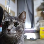 Other Cat Breed, found pet near Wheeling, IL
