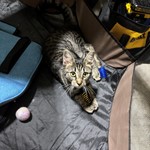 American Shorthair, found pet near Pineville, NC