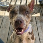 Found pet near Krum, TX