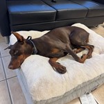 Nalah Jaime, Doberman Pinscher, lost pet near Moreno Valley, CA